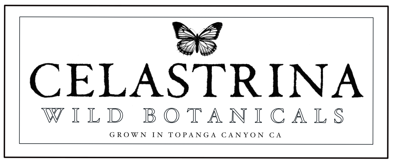 Celastrina Wild Botanicals